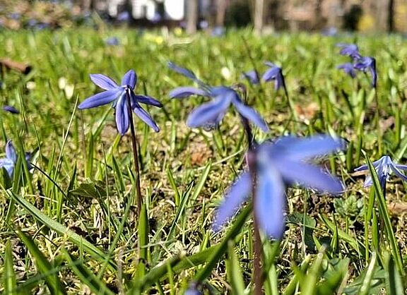 260323 Frühling_F.Hoffmann