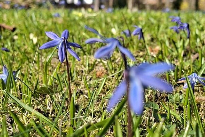 260323 Frühling_F.Hoffmann 260323 Frühling_F.Hoffmann